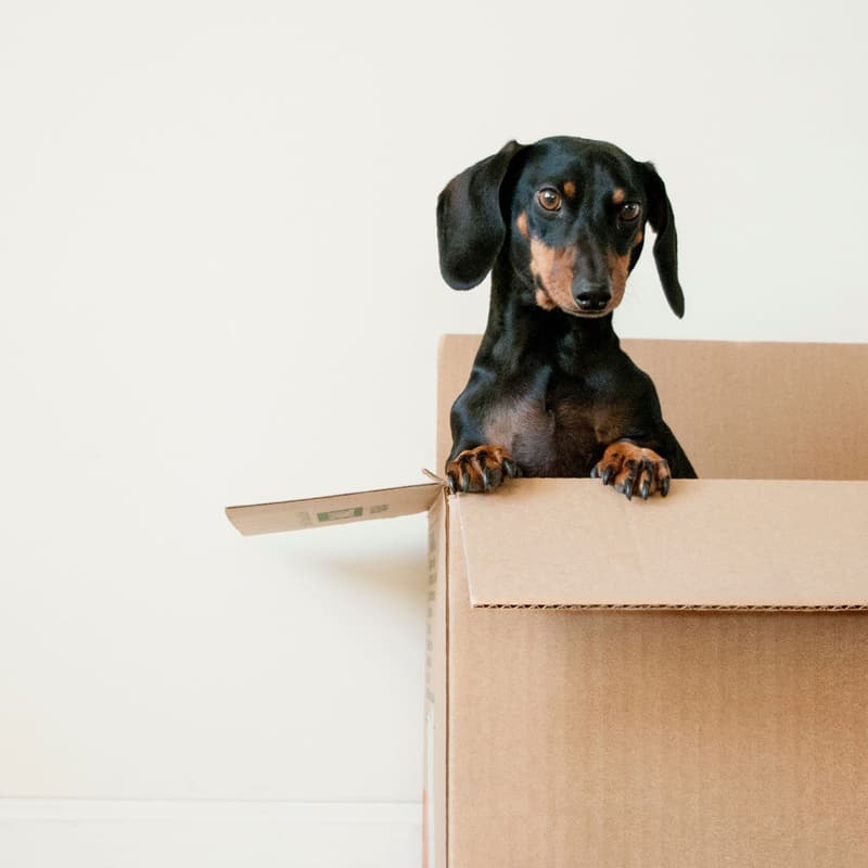A dachshund peeking out of a cardboard box