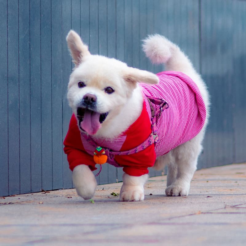 A fluffy white small dog in a pink sweater