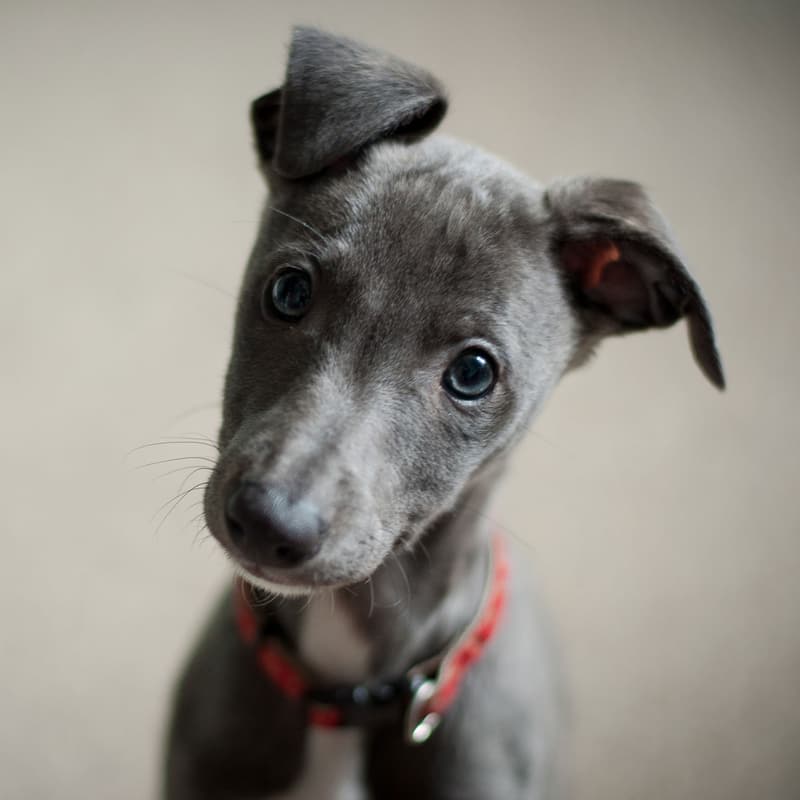 A grey puppy with a red collar tilting its head