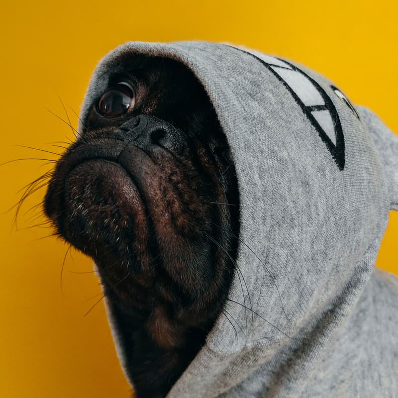 A pug wearing a grey hoodie