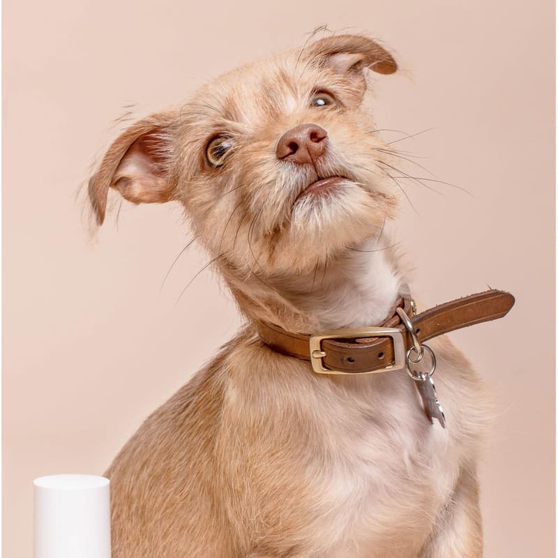 A scruffy small terrier with a brown collar