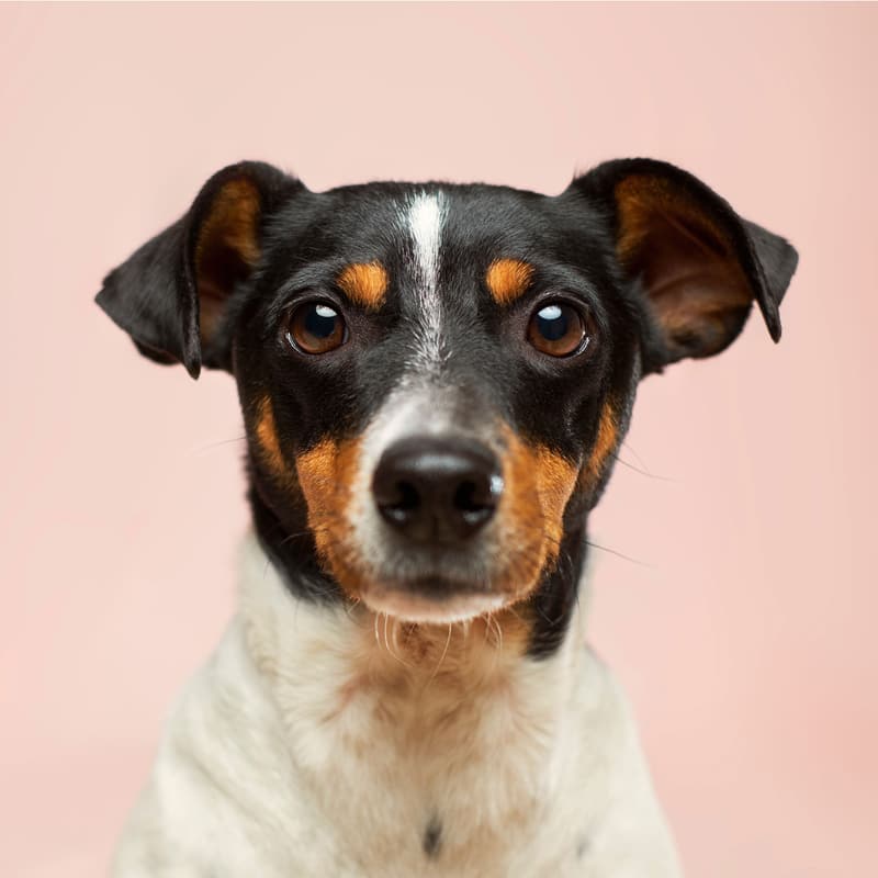 A small terrier with big ears against a pink wall