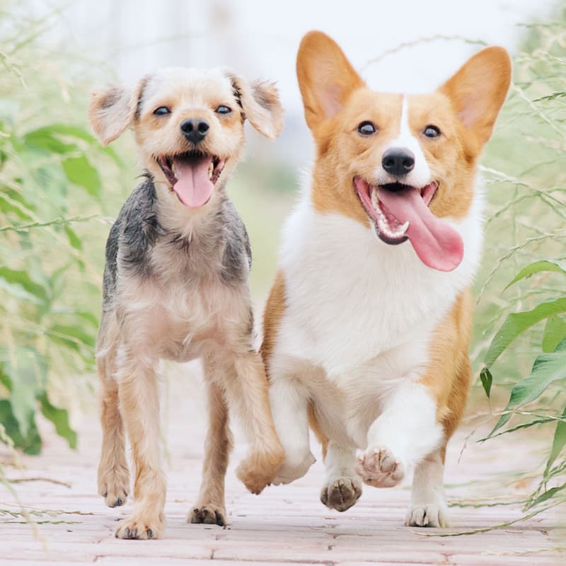 Two small dogs running side by side